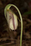 Pink lady's slipper <BR>Moccasin flower